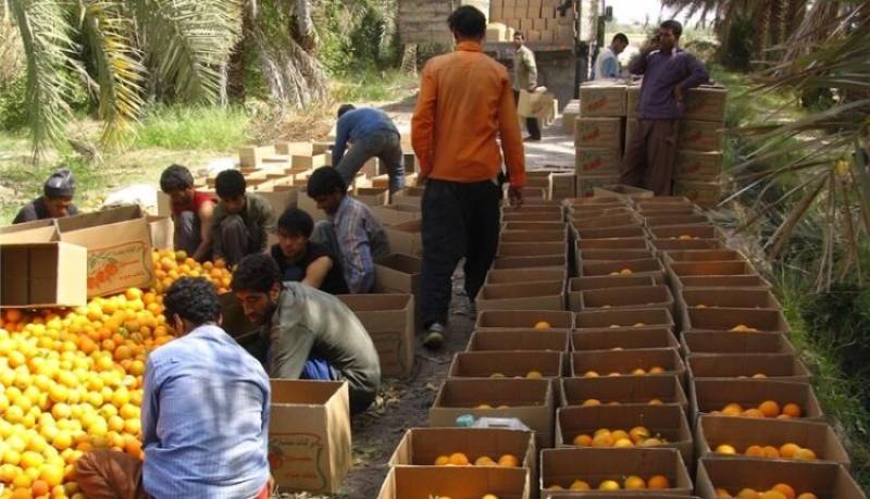 زنگ هشدار نابودی مرکبات جنوب کرمان